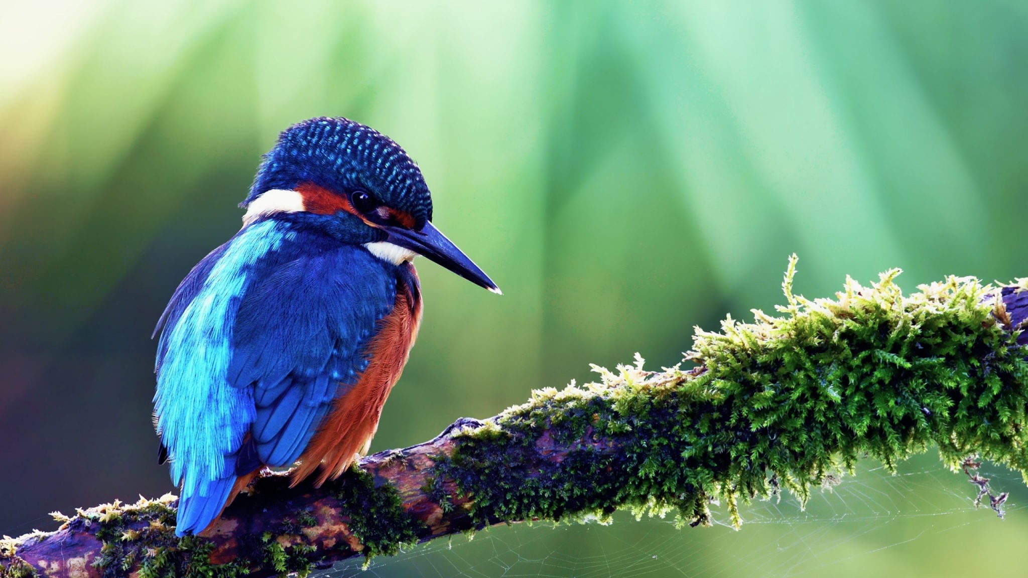 Download Common Kingfisher Bird, Common, Kingfisher, Bird Wallpaper in 2048x1152 Resolution