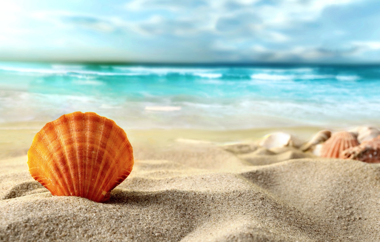Wallpaper sand, sea, beach, shell, summer, beach, sea, sand, shell image for desktop, section природа