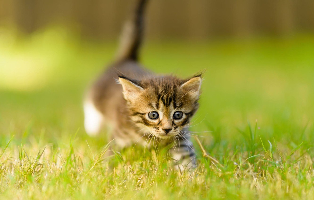 Small Summer Cats Wallpapers - Wallpaper Cave