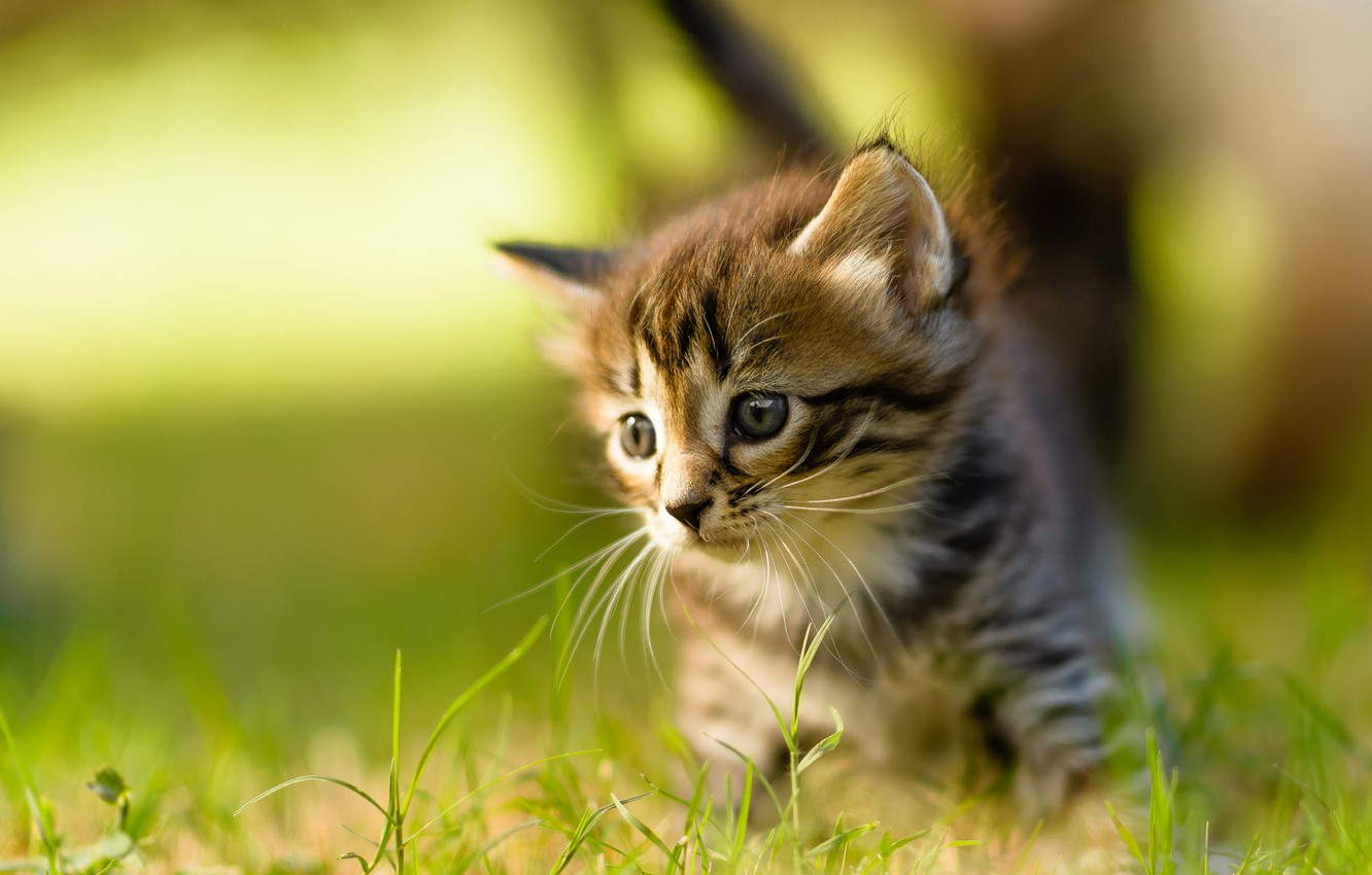 Small Summer Cats Wallpapers - Wallpaper Cave