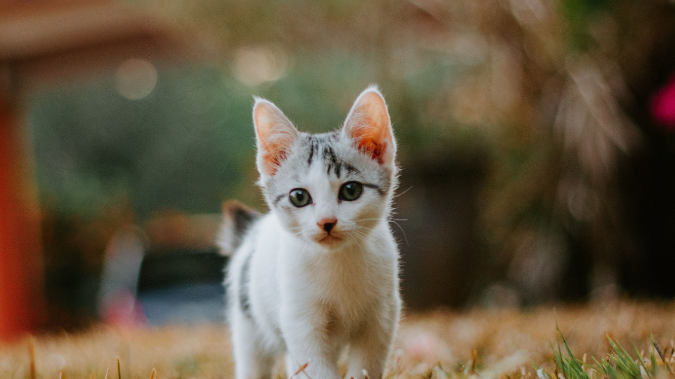 Free download Small Cute Lovely White Cat Baby cats Cute animals Kittens cutest [4000x6000] for your Desktop, Mobile & Tablet. Explore Small Cat Wallpaper. Small Wallpaper, Small Print Wallpaper
