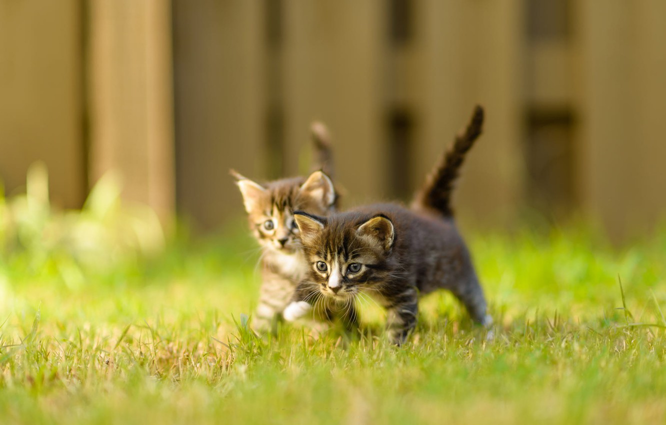 Wallpaper summer, grass, nature, pose, the fence, blur, pair, small, kittens, walk, kids, grey, a couple, two, green background, faces image for desktop, section кошки