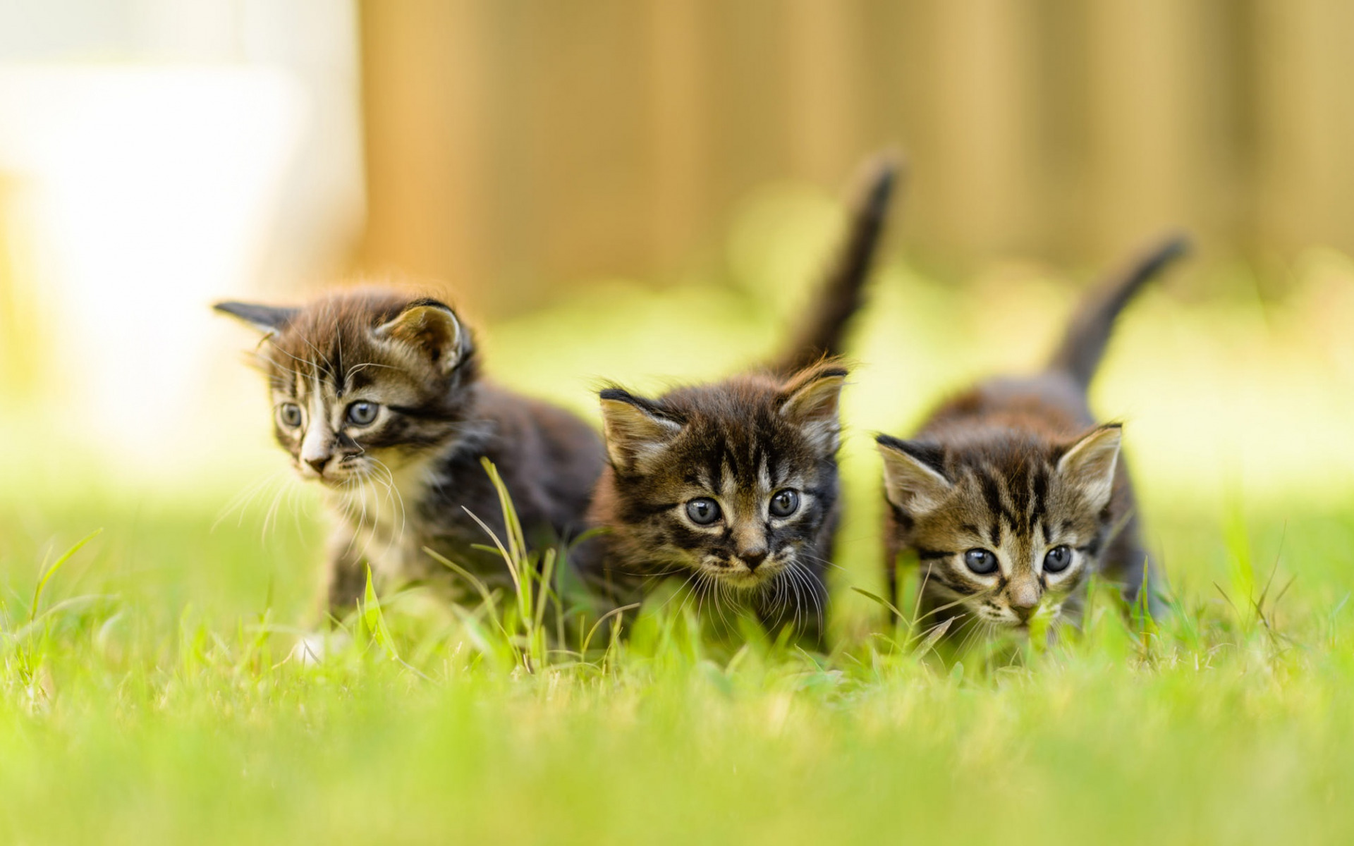 Download wallpaper small gray fluffy kittens, American shorthair cats, green grass, pets, cats, three kittens for desktop with resolution 1920x1200. High Quality HD picture wallpaper