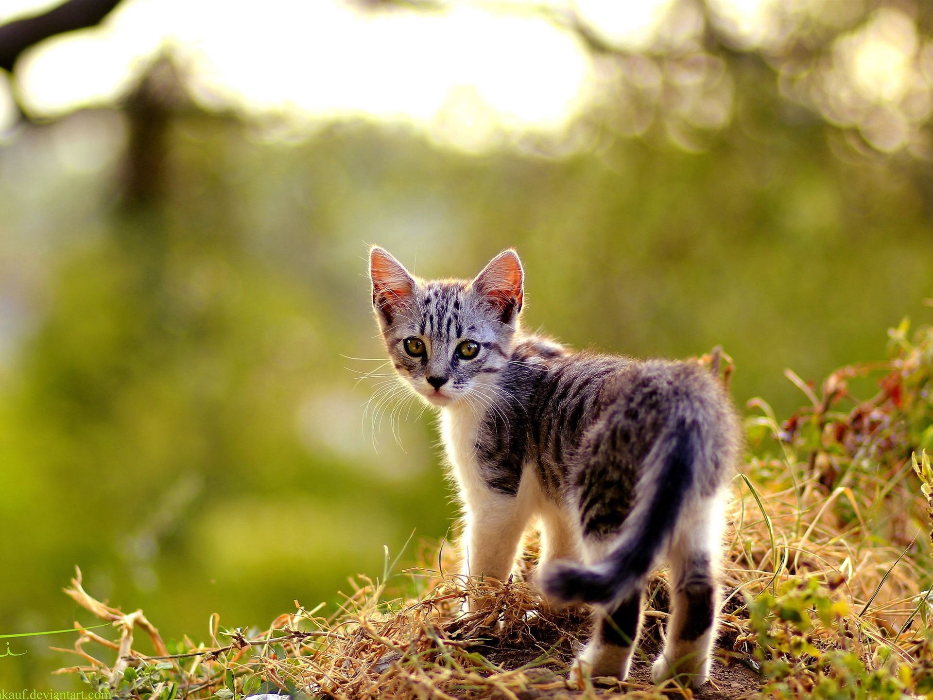 Wallpaper Cute kitten look back, summer 2560x1600 HD Picture, Image