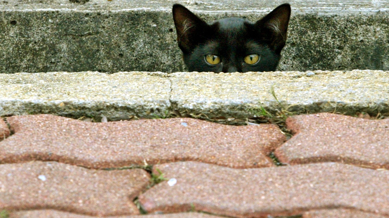 The Collar That Can Stop A Bird Killing Cat