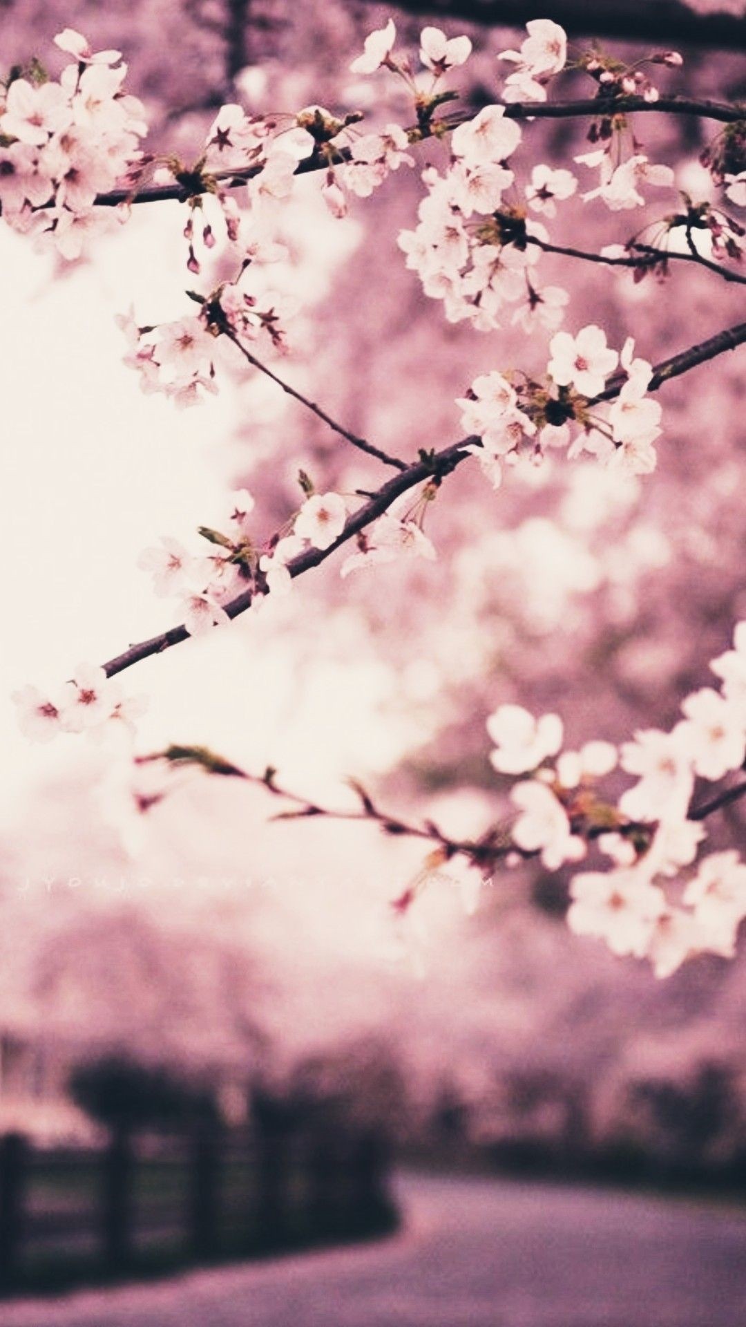 Cherry Blossom iPhone Wallpaper