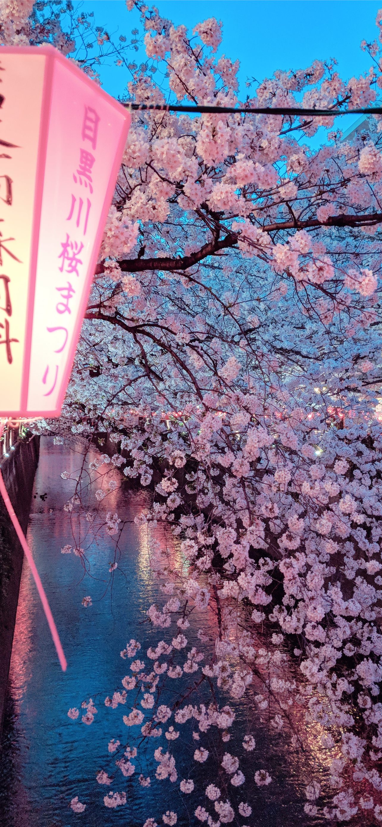 Best Cherry blossoms iPhone HD Wallpaper