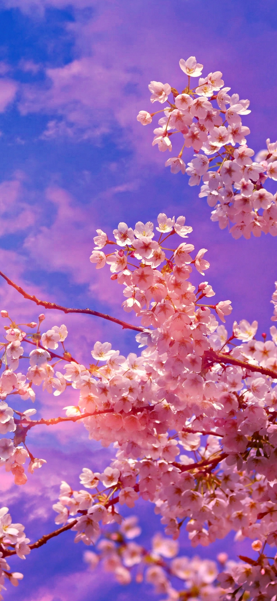 Cherry Blossom Tree 4k 5k iPhone XS, iPhone iPhone X HD 4k Wallpaper, Image, Background, Photo and Picture