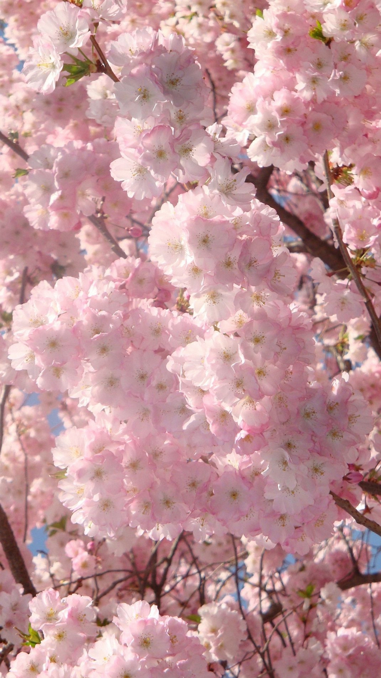 Free download HD 750x1334 pink cherry blossoms iphone 6 wallpaper [750x1334] for your Desktop, Mobile & Tablet. Explore Cherry Blossoms iPhone Wallpaper. Cherry Blossom Wallpaper for Walls, Cherry Blossom