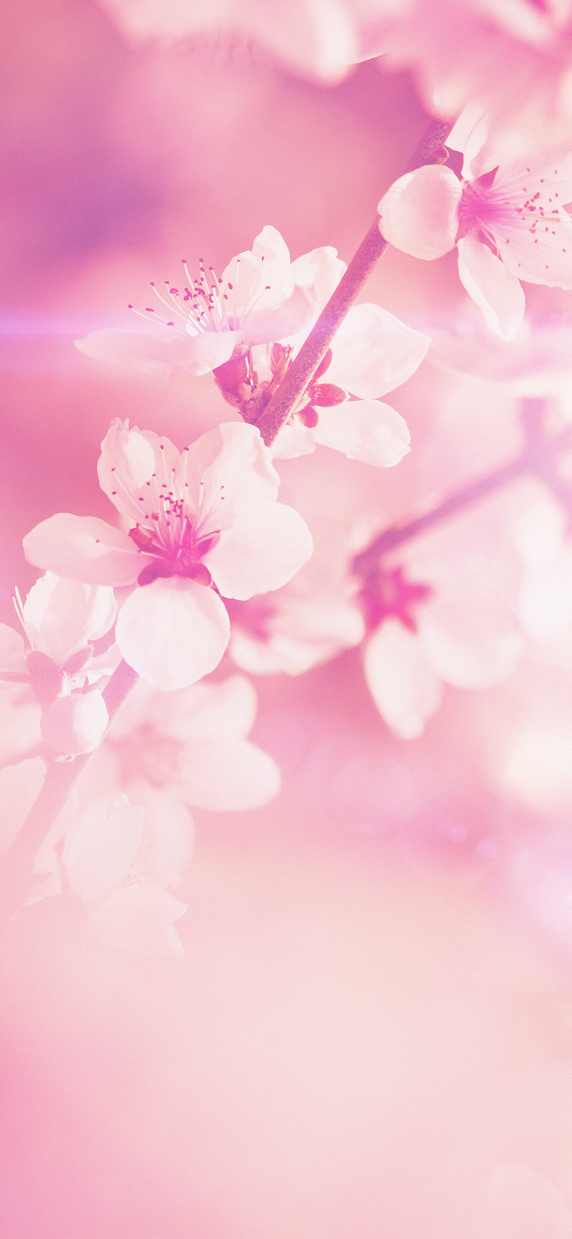 spring flower pink cherry blossom flare nature