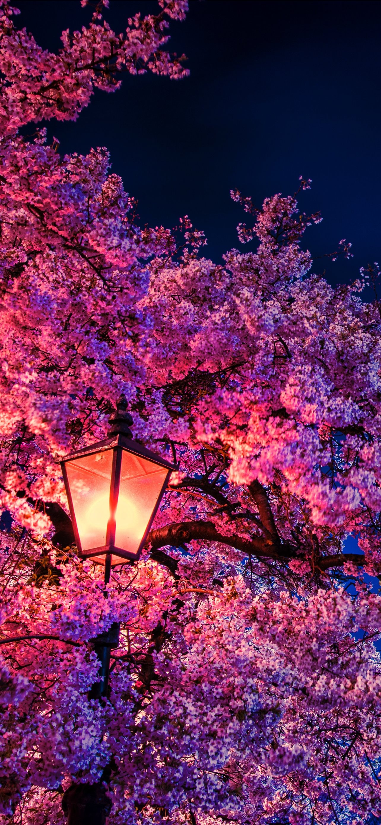 Best Cherry blossoms iPhone HD Wallpaper