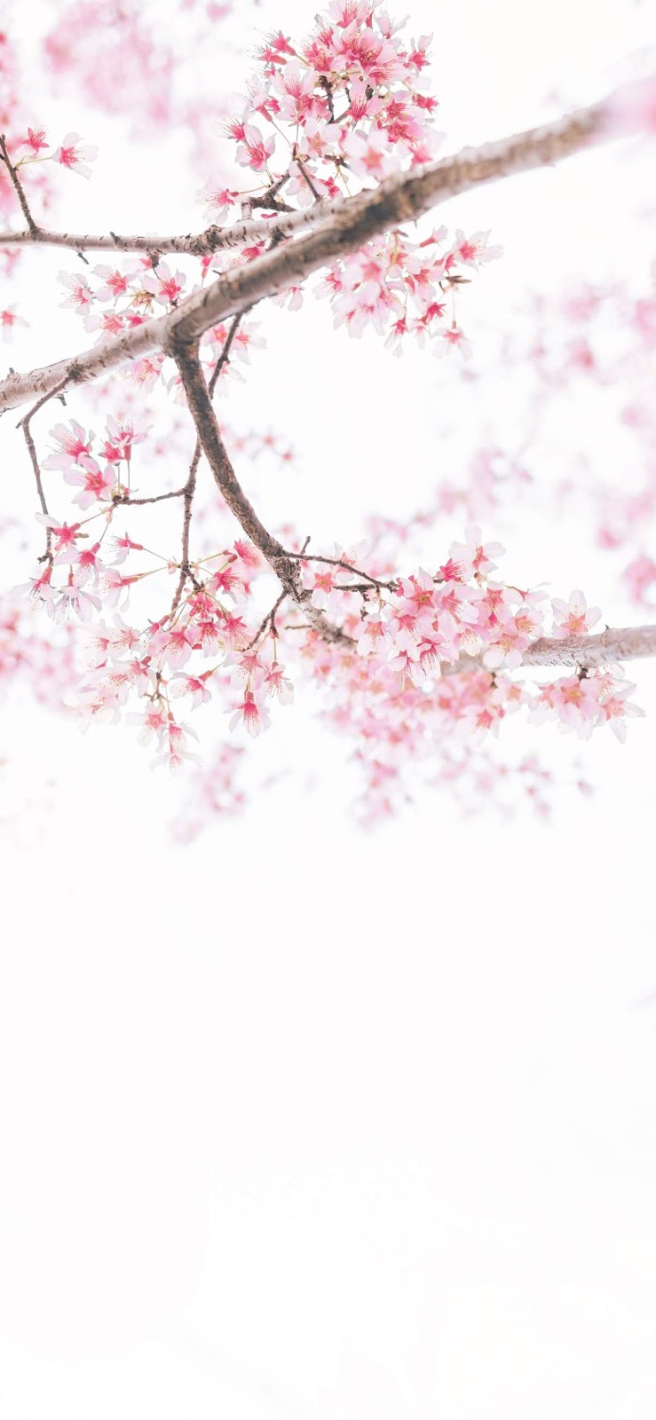 Free download cherry blossom wallpaper iphone xs max [739x1600] for your Desktop, Mobile & Tablet. Explore Lonely Sunflower Wallpaper. Lonely Wallpaper, Lonely Wallpaper, Sunflower Wallpaper