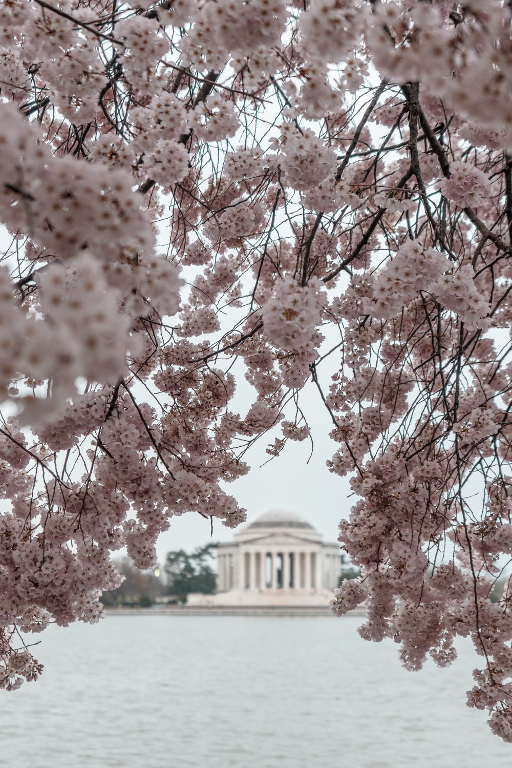 Washington Dc Cherry Blossoms Picture. Download Free Image