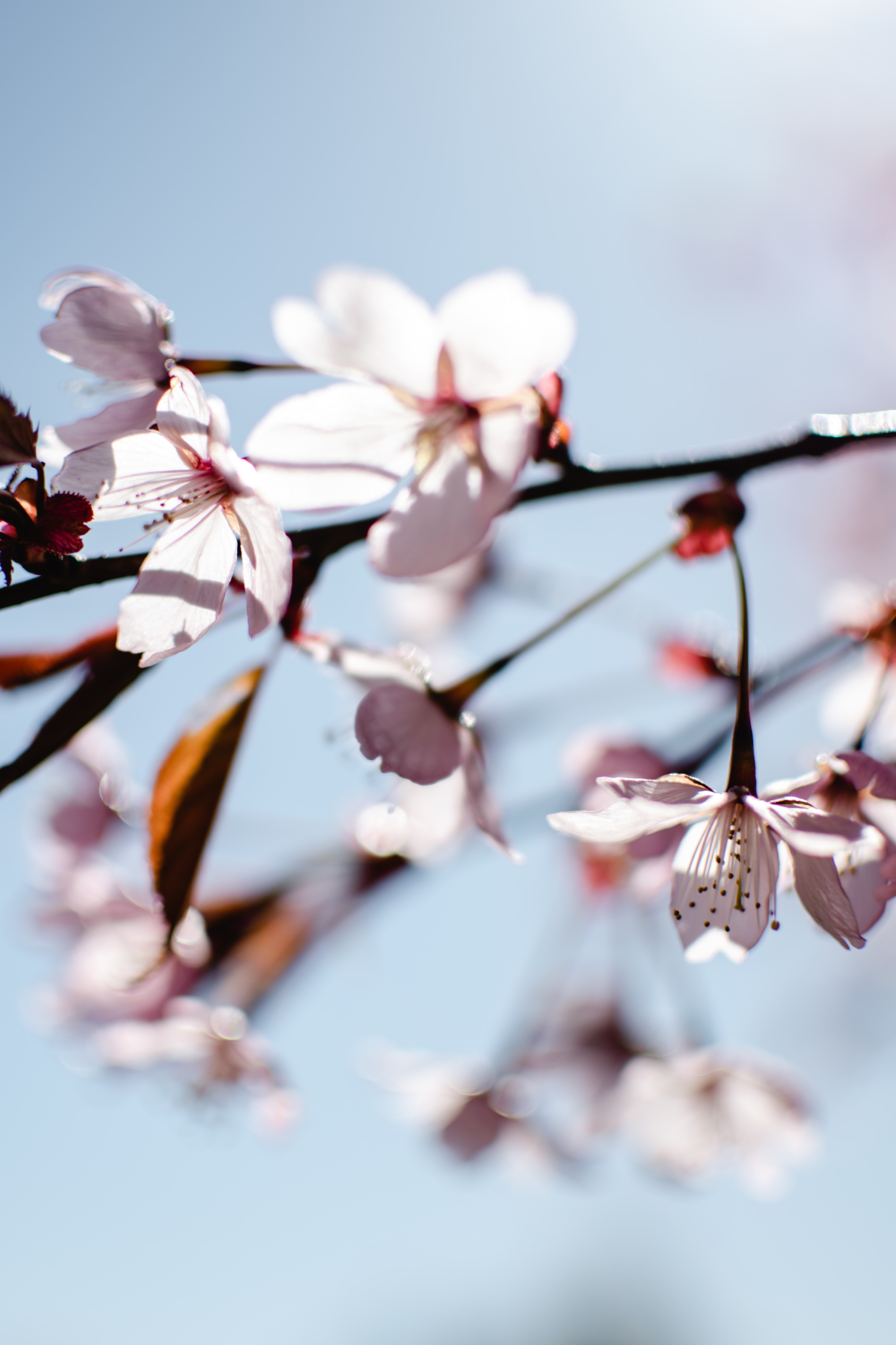 Best Free Cherry Blossom Wallpaper & Image · 100% Royalty Free HD Downloads