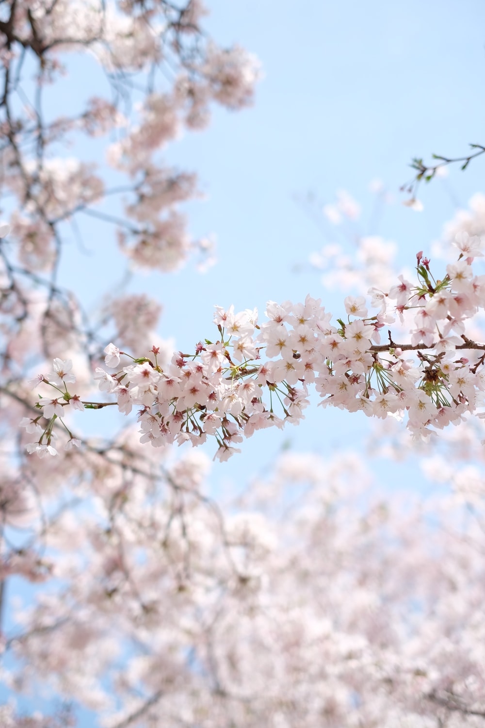 white cherry blossom under clear blue sky during daytime photo