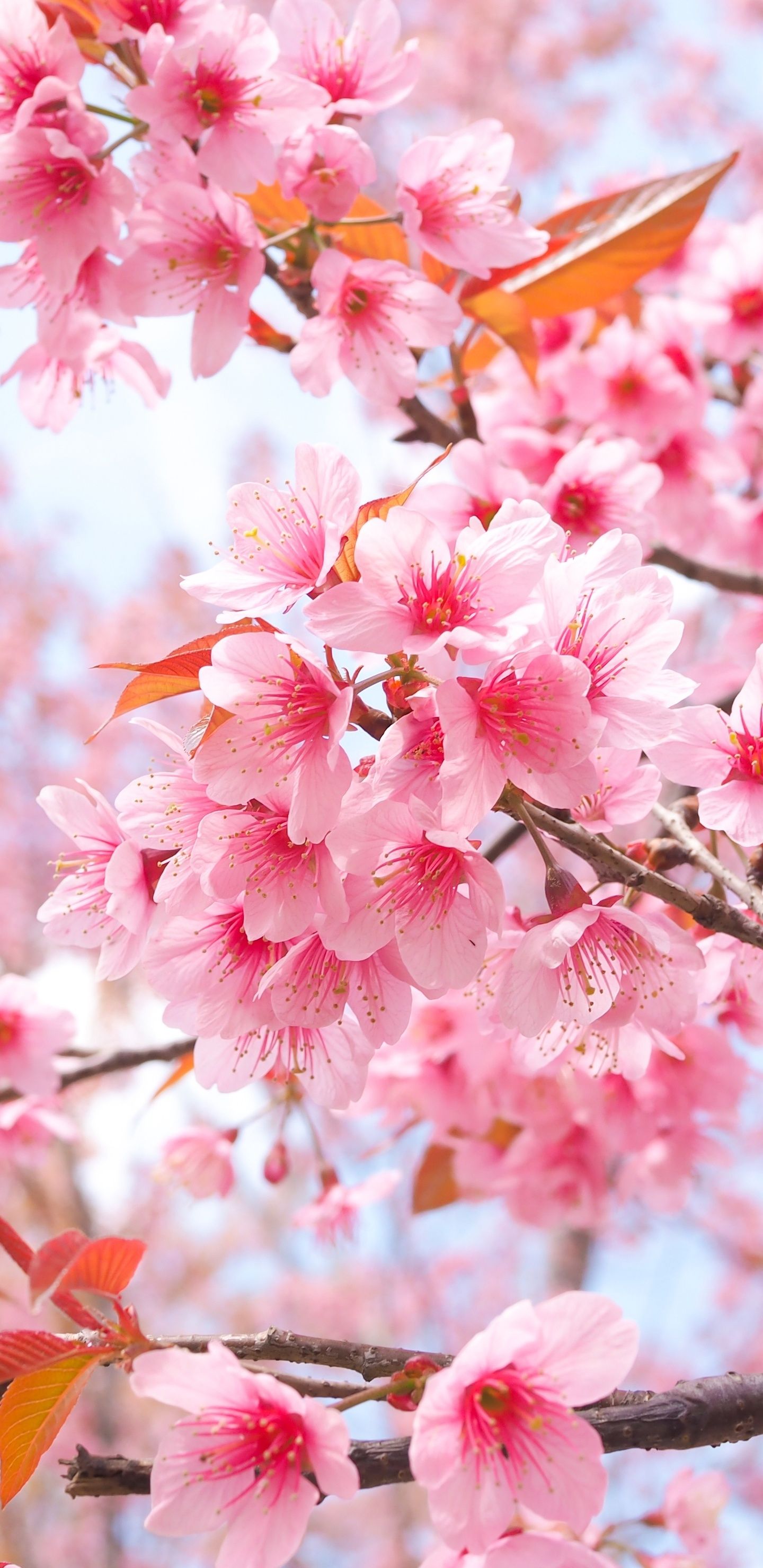 Cherry Blossom Tree Branches 4k In 1440x2960 Resolution. Cherry blossom wallpaper, Cherry blossom wallpaper iphone, Cherry blossom picture
