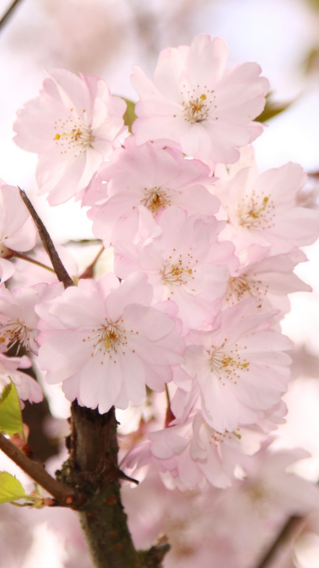 cherry blossom iphone wallpaper, flower, blossom, cherry blossom, branch, plant
