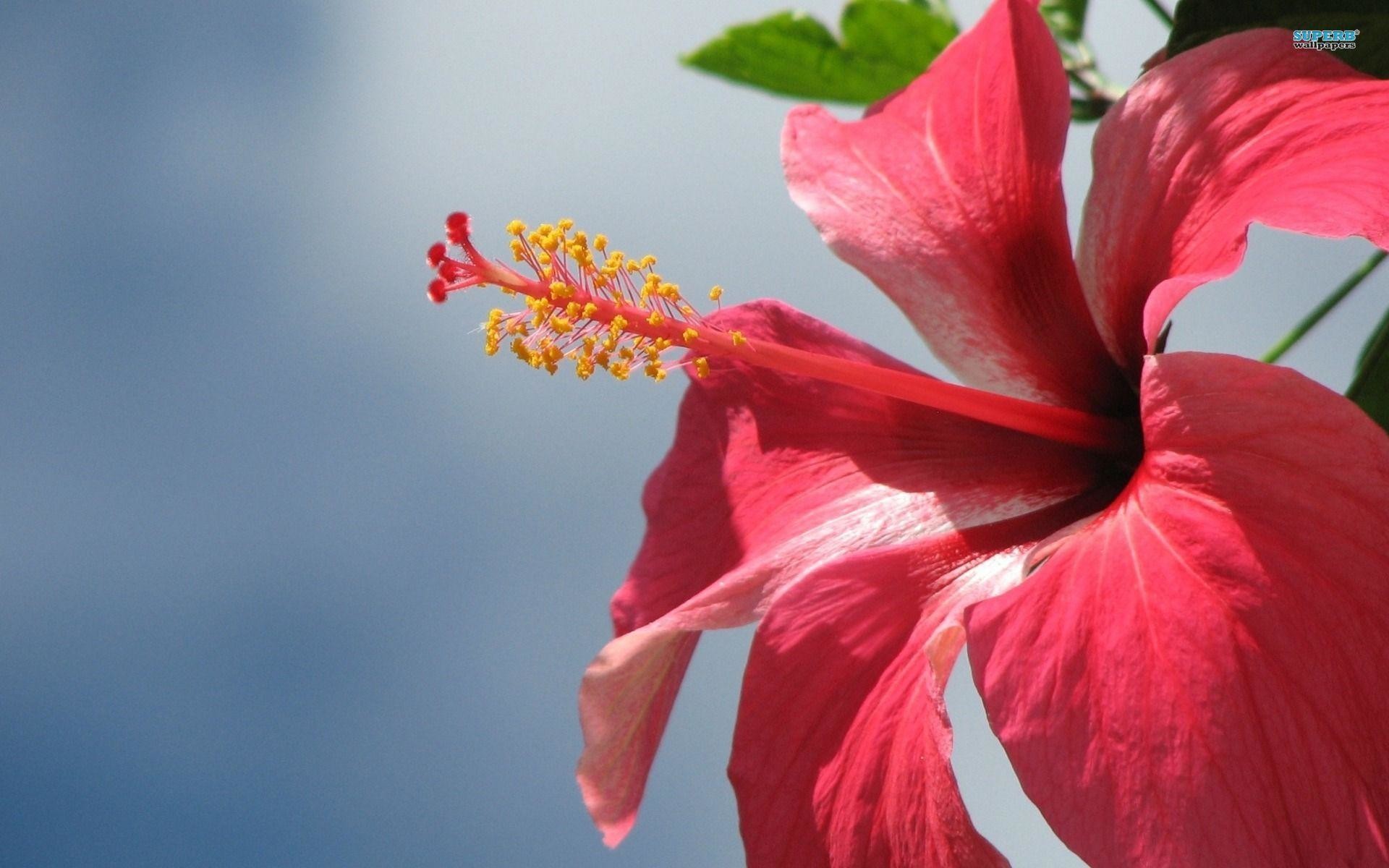 Hibiscus Wallpaper
