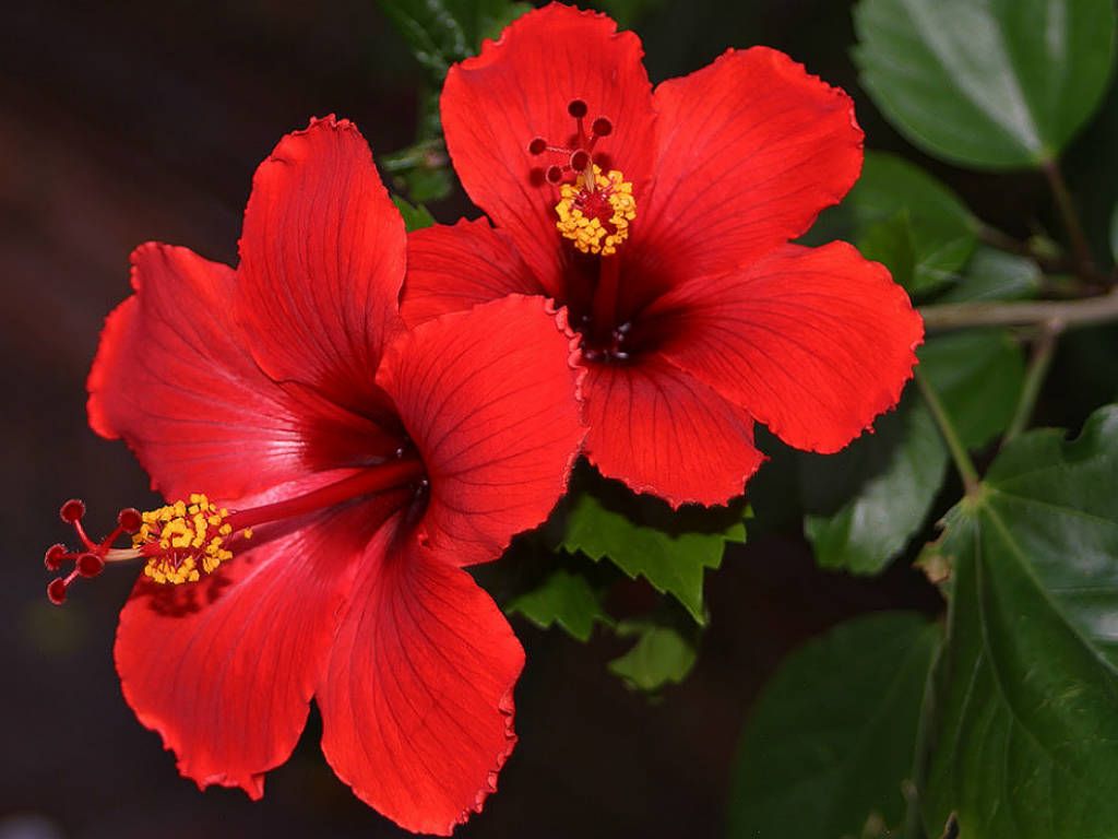 Hibiscus Rosa Sinensis (Chinese Hibiscus). Árbol De Hibisco, Flores Bonitas, Poda De Rosas