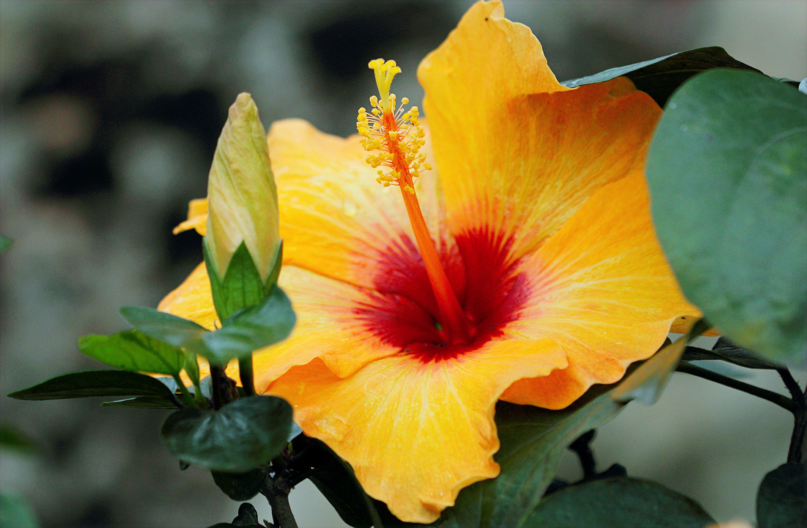 Chinese Hibiscus Wallpapers - Wallpaper Cave