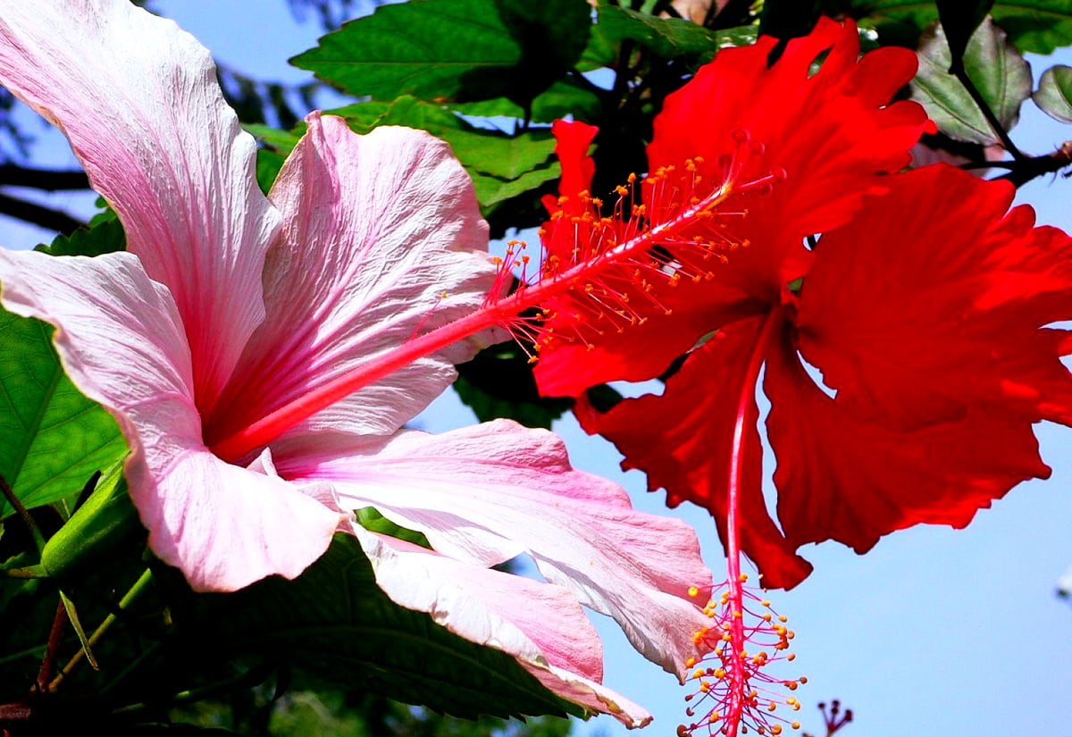 Flowers, Hibiscus, Chinese Hibiscus background. Best Free photo