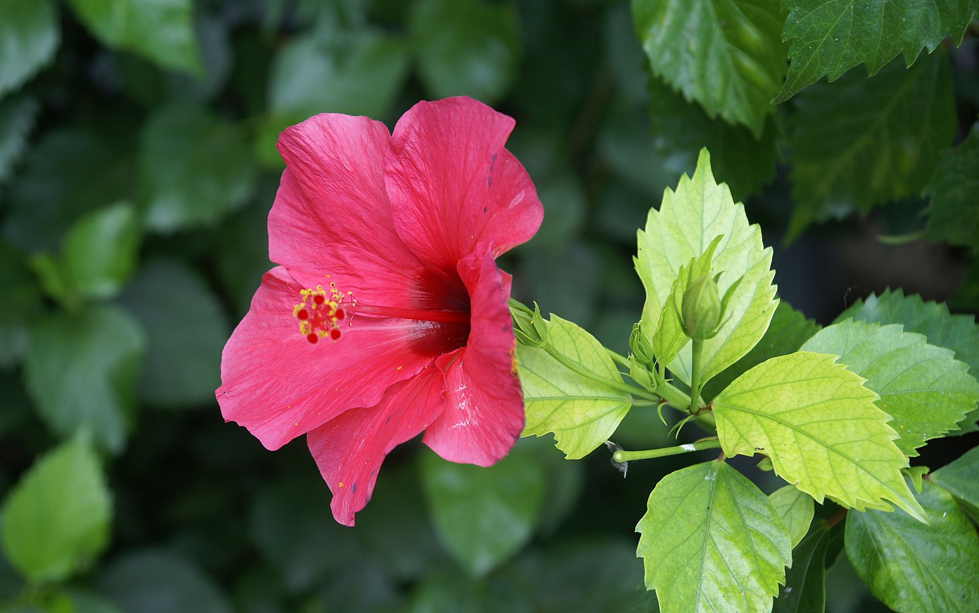 pink hibiscus