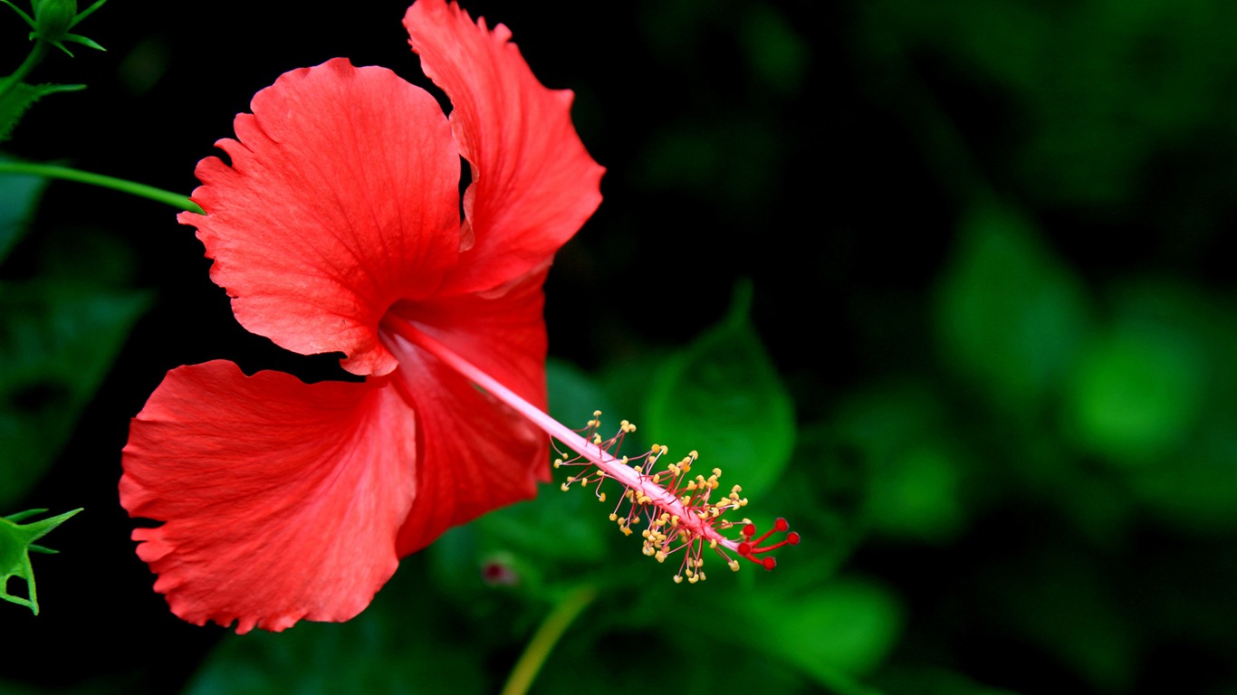 Gorgeous Hibiscus Flower Photo HD Wallpaper