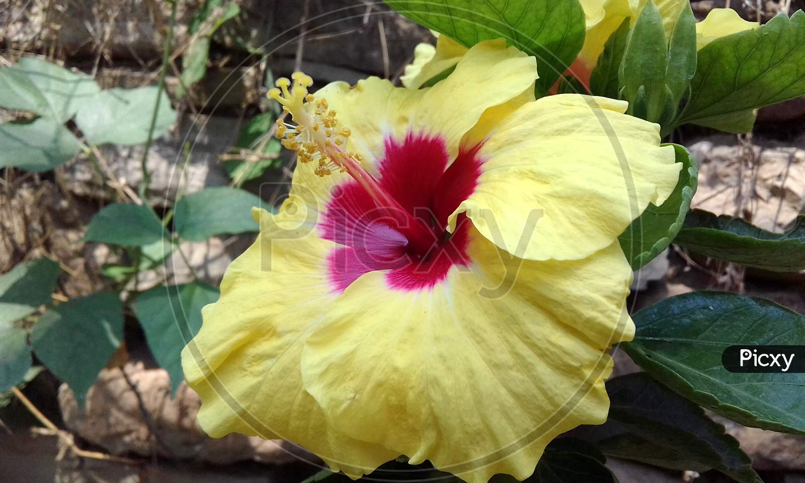 Image Of Beautiful Chinese Hibiscus In Indian Garden High Definition Wallpaper YS047493 Picxy