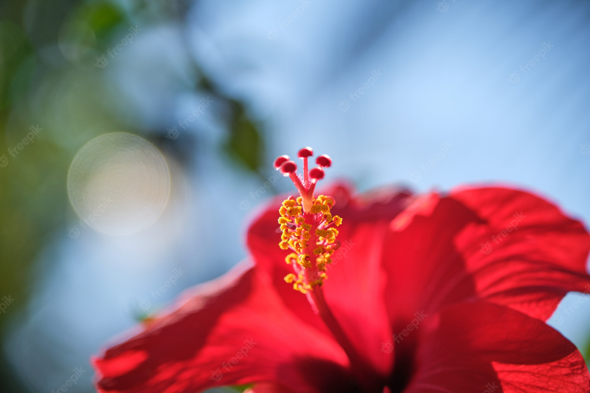 Premium Photo. Red hibiscus flowers china rose, chinese hibiscus, hawaiian hibiscus in tropical garden