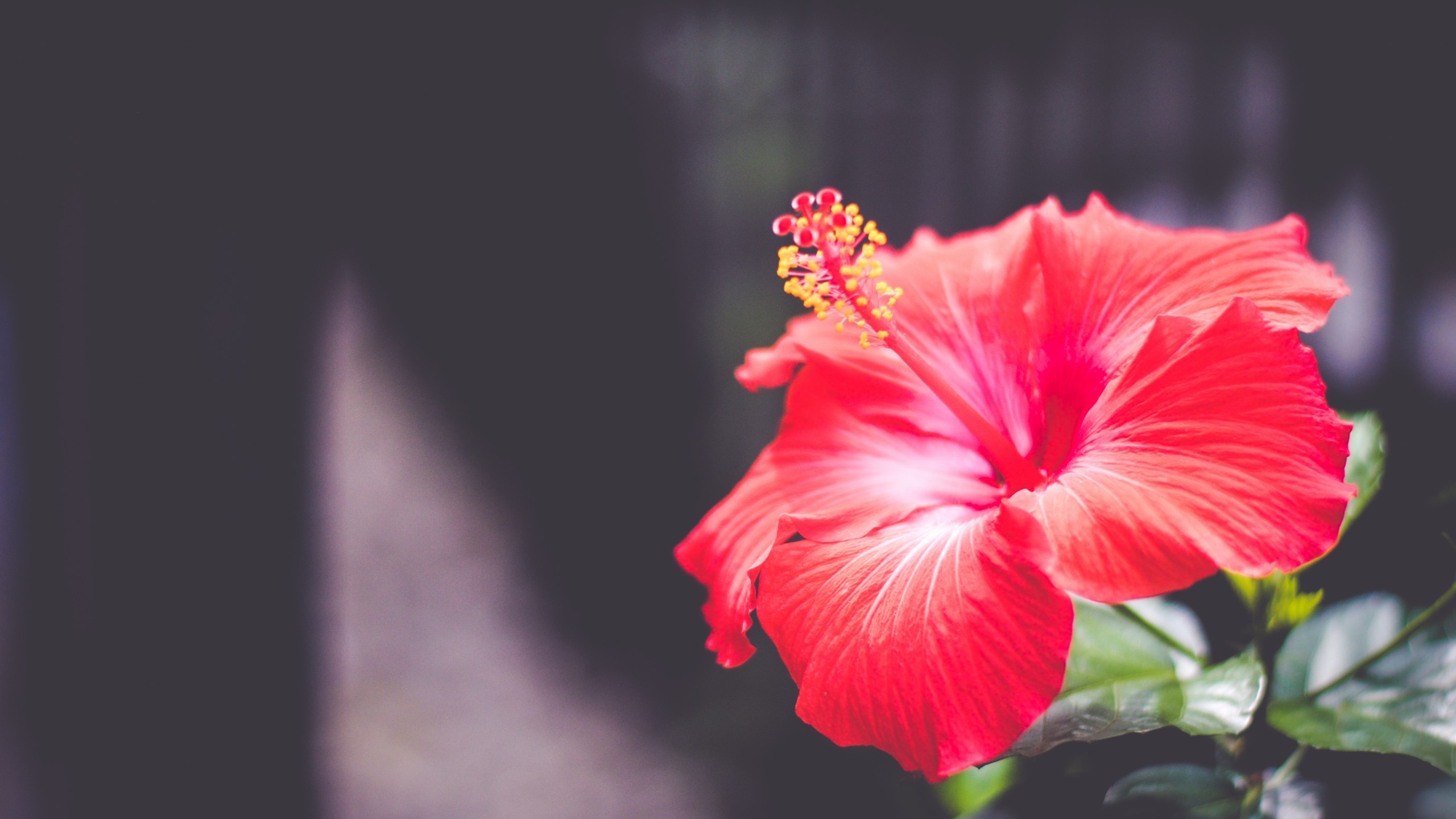 Wallpaper Flowers, 5k, 4k wallpaper, Hibiscus, red, Nature