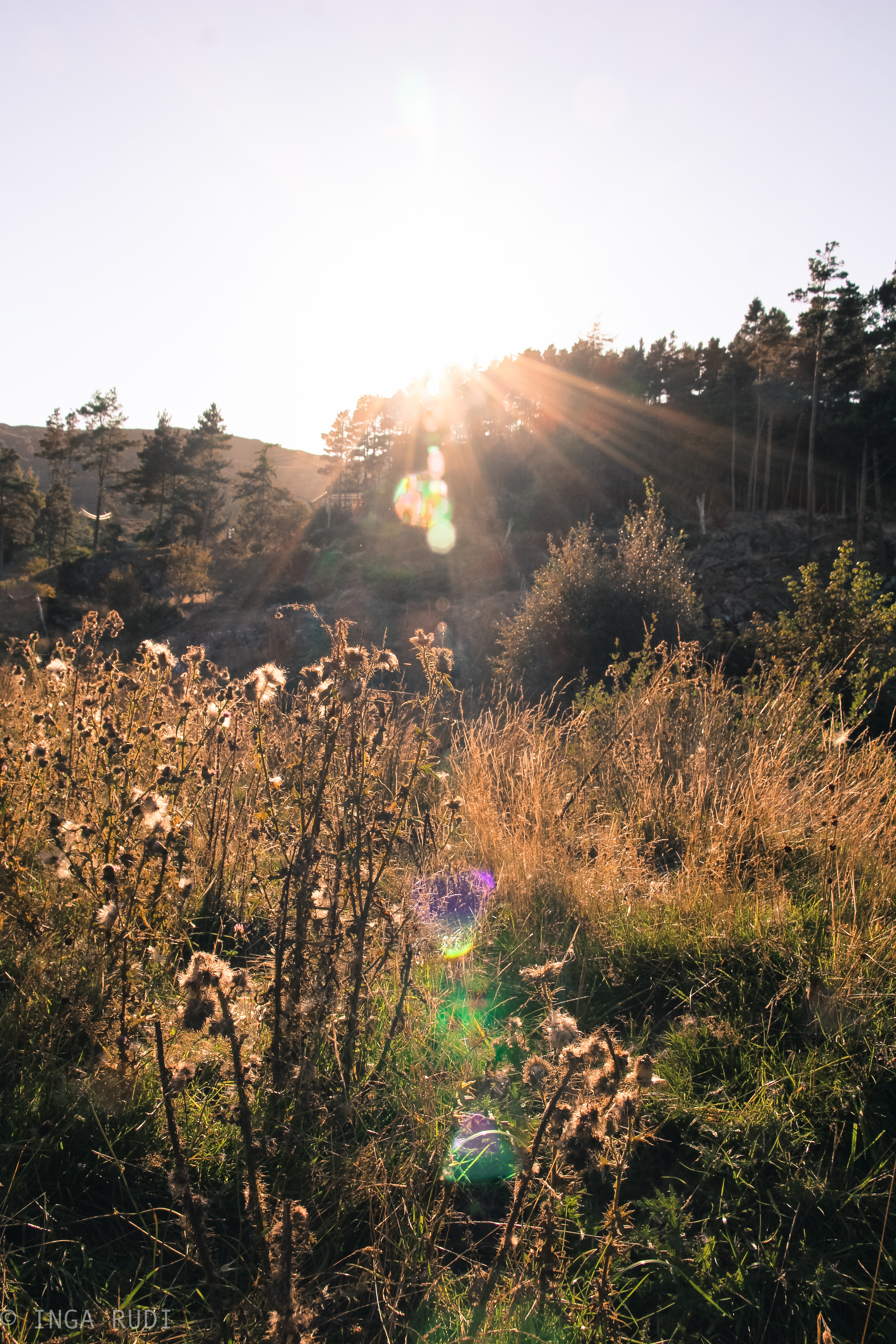 Late summer afternoon light