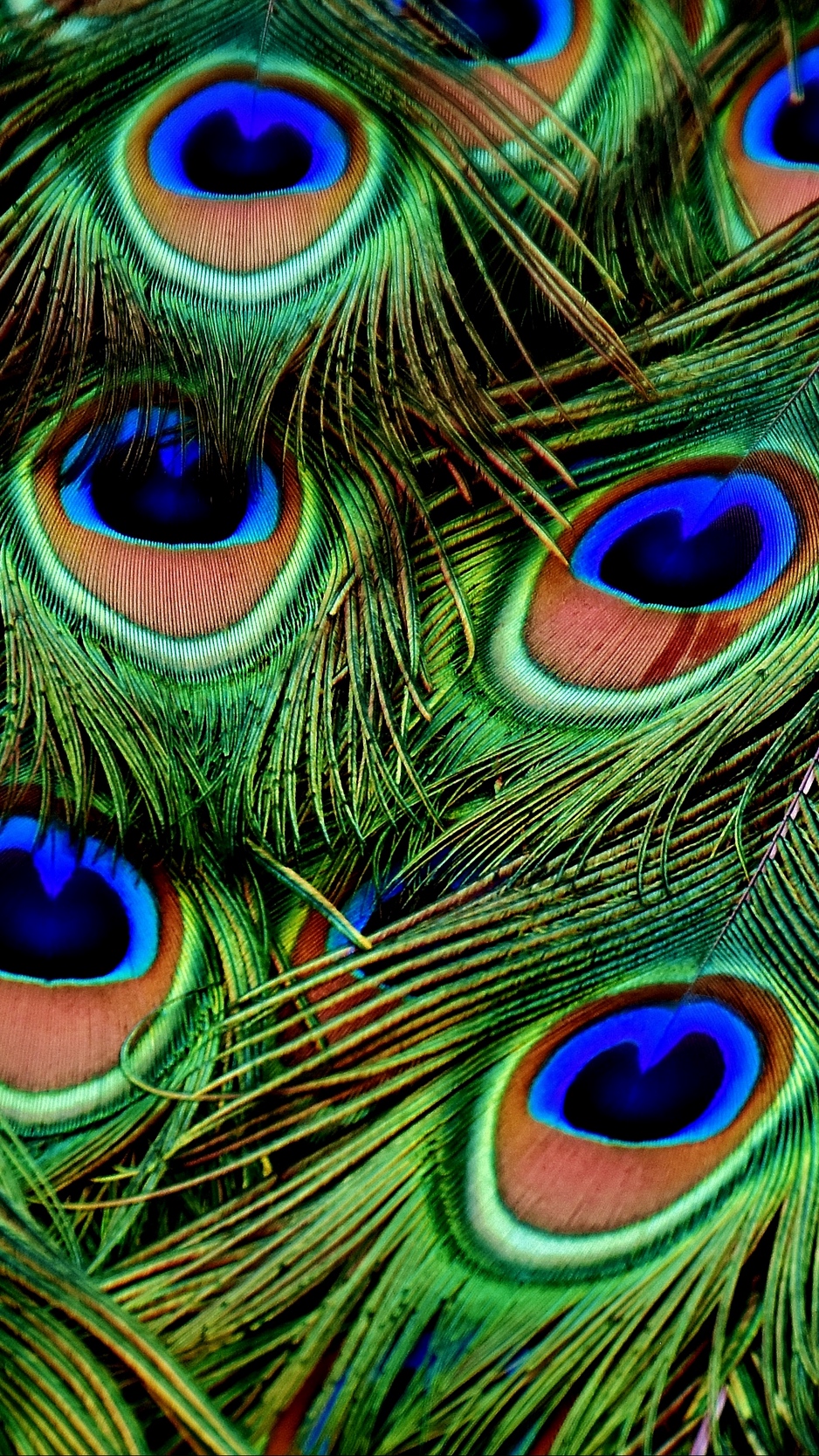 HD Peacock Feather Wallpaper Download