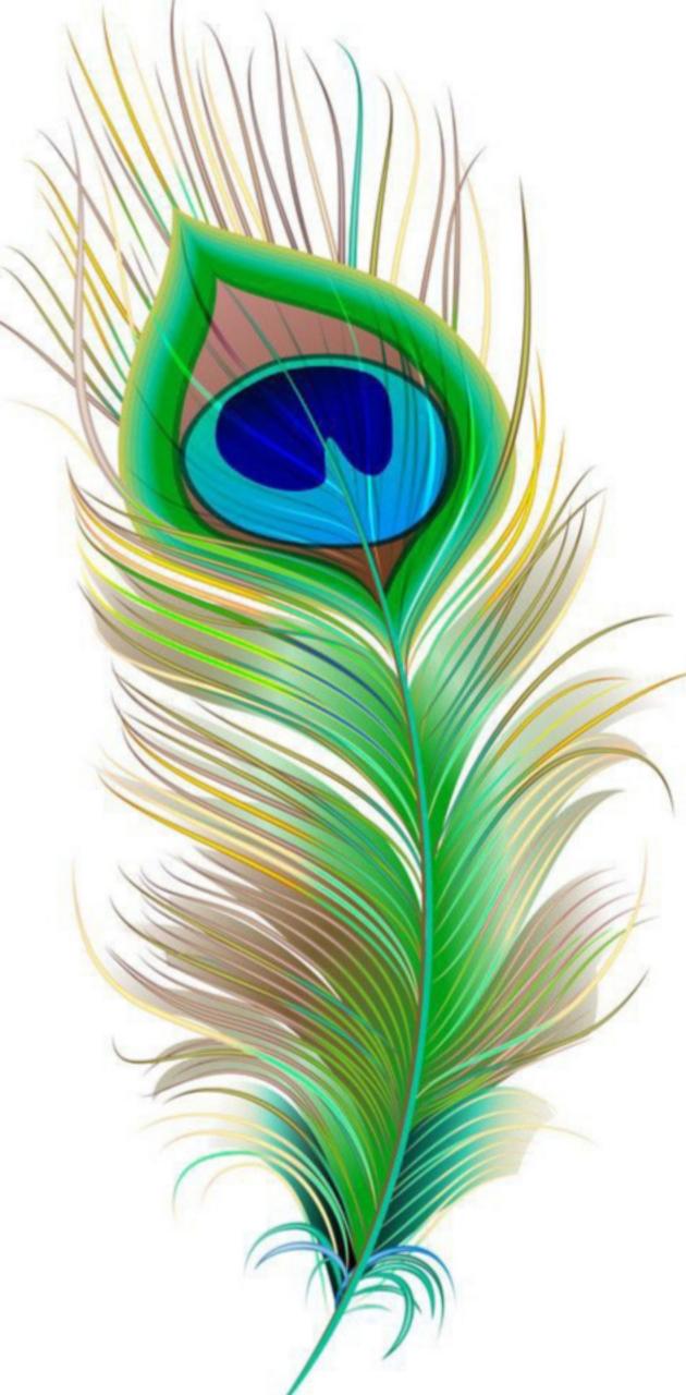 Peacock Feather Phone Wallpaper  14