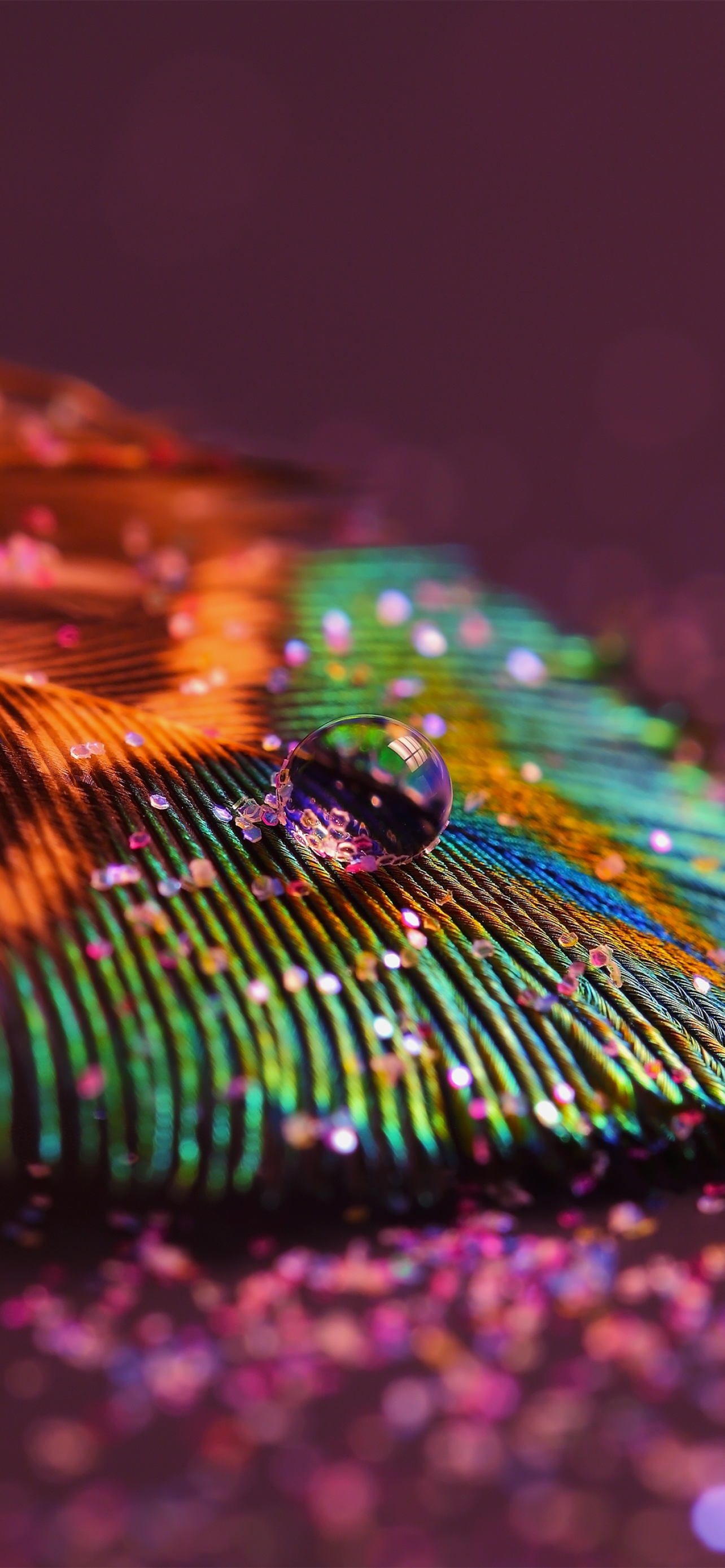 Peacock feather Wallpaper 4K, Aesthetic, Water drop, Selective Focus, Macro, Photography