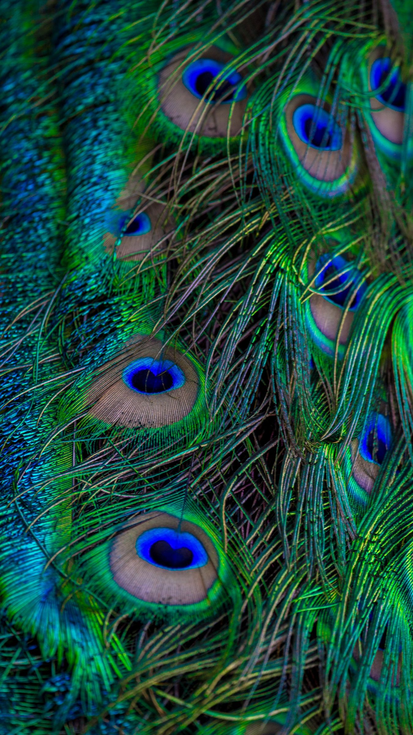 Download wallpaper 1350x2400 feathers, peacock, macro, beautiful, pattern iphone 8+/7+/6s+/for parallax HD background