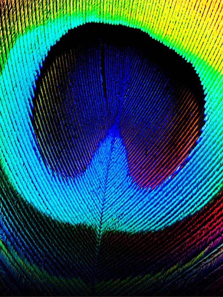 Apple Phone Ke  Colorful Feather Wallpaper Download  MobCup