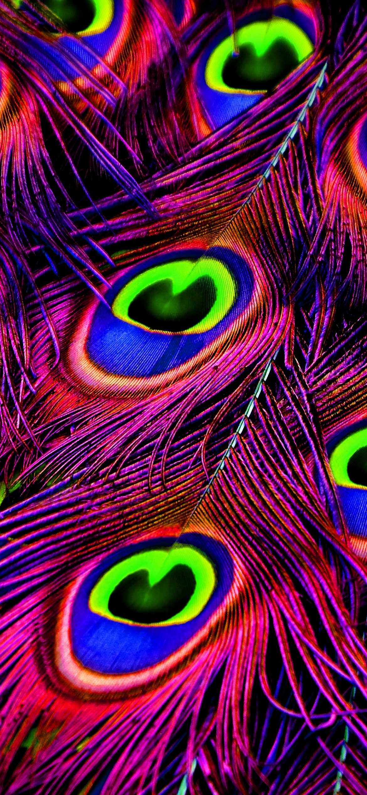 Peacock feather Wallpaper 4K, Plumage, Peacock Wheel, Purple, Vibrant, Photography