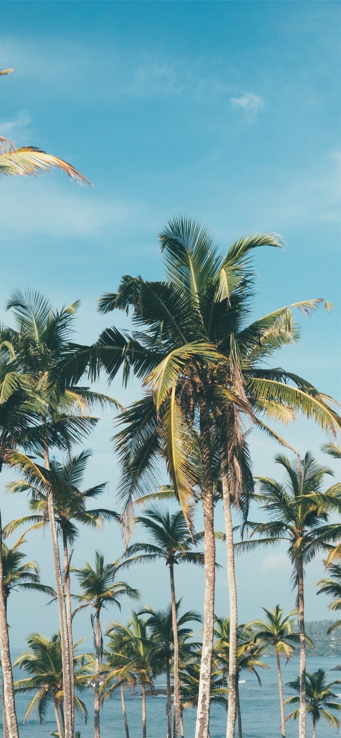 palm trees iPhone Wallpaper Free Download