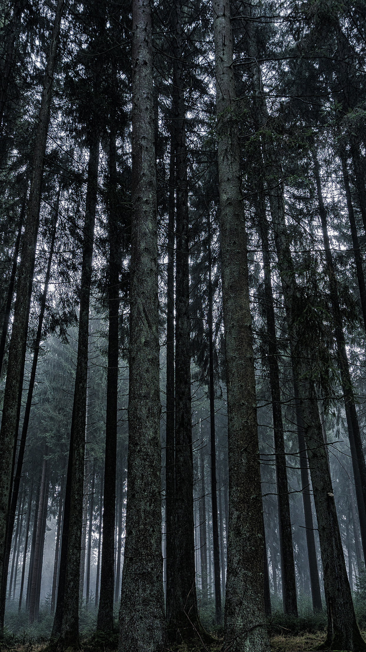 iPhone X wallpaper. nature tree tall wood