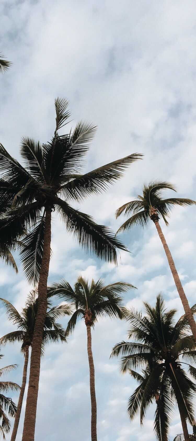 Palm Tree Wallpaper