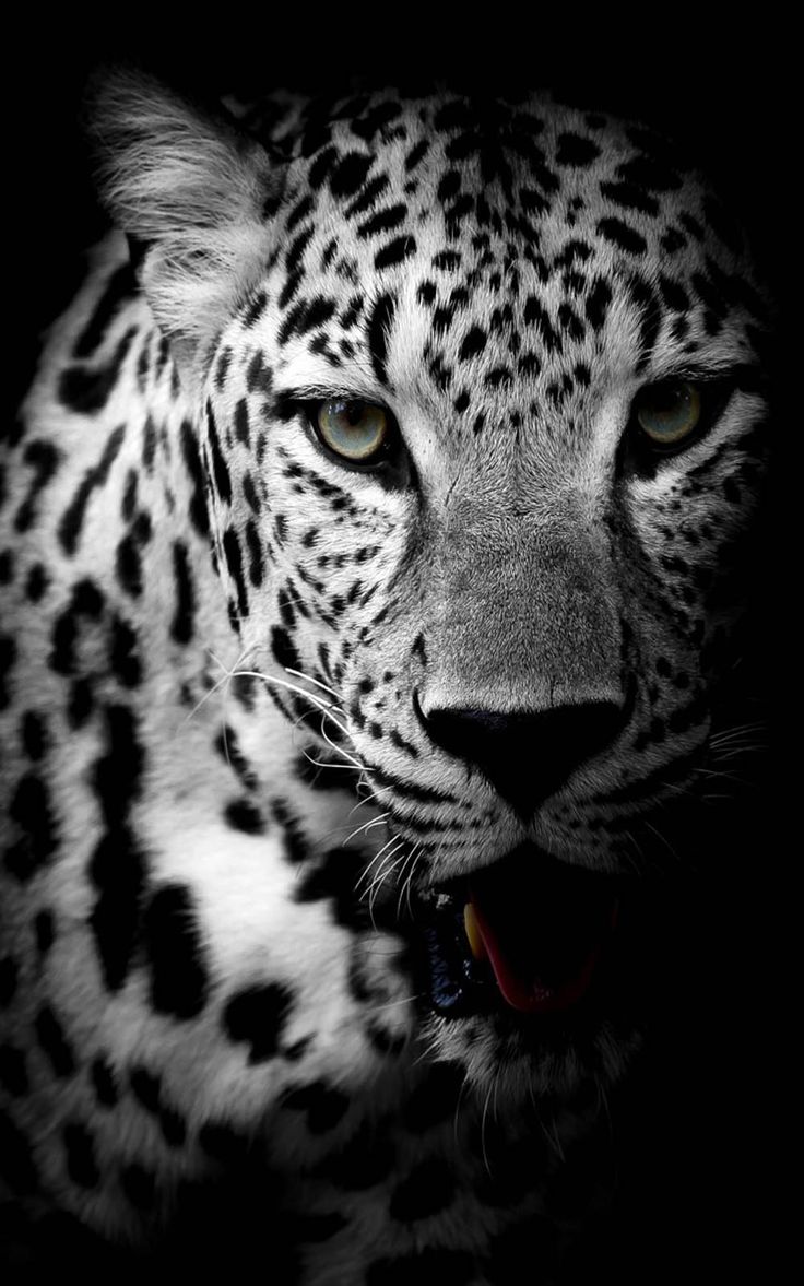 Leopard Black & White 4K Ultra HD