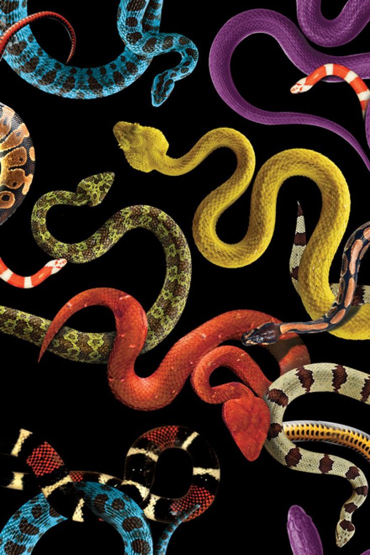 Source Damien Nicolas Roux, patterns & snakes. Snake wallpaper, Art wallpaper, Snake art
