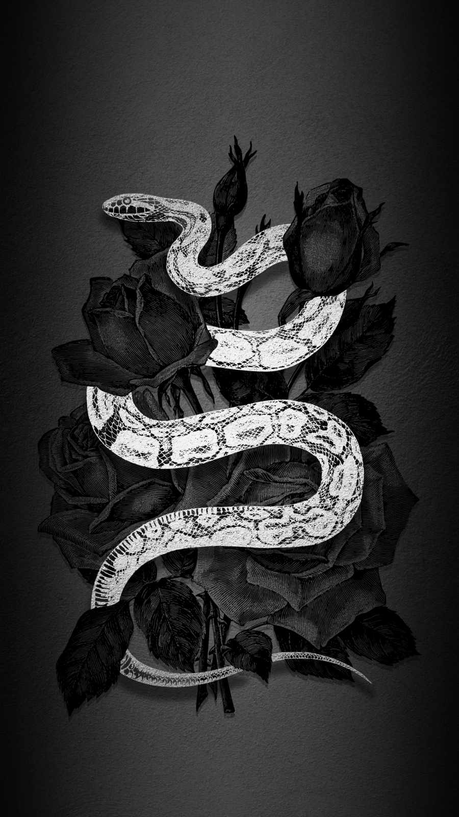 White Snake IPhone Wallpaper Wallpaper, iPhone Wallpaper