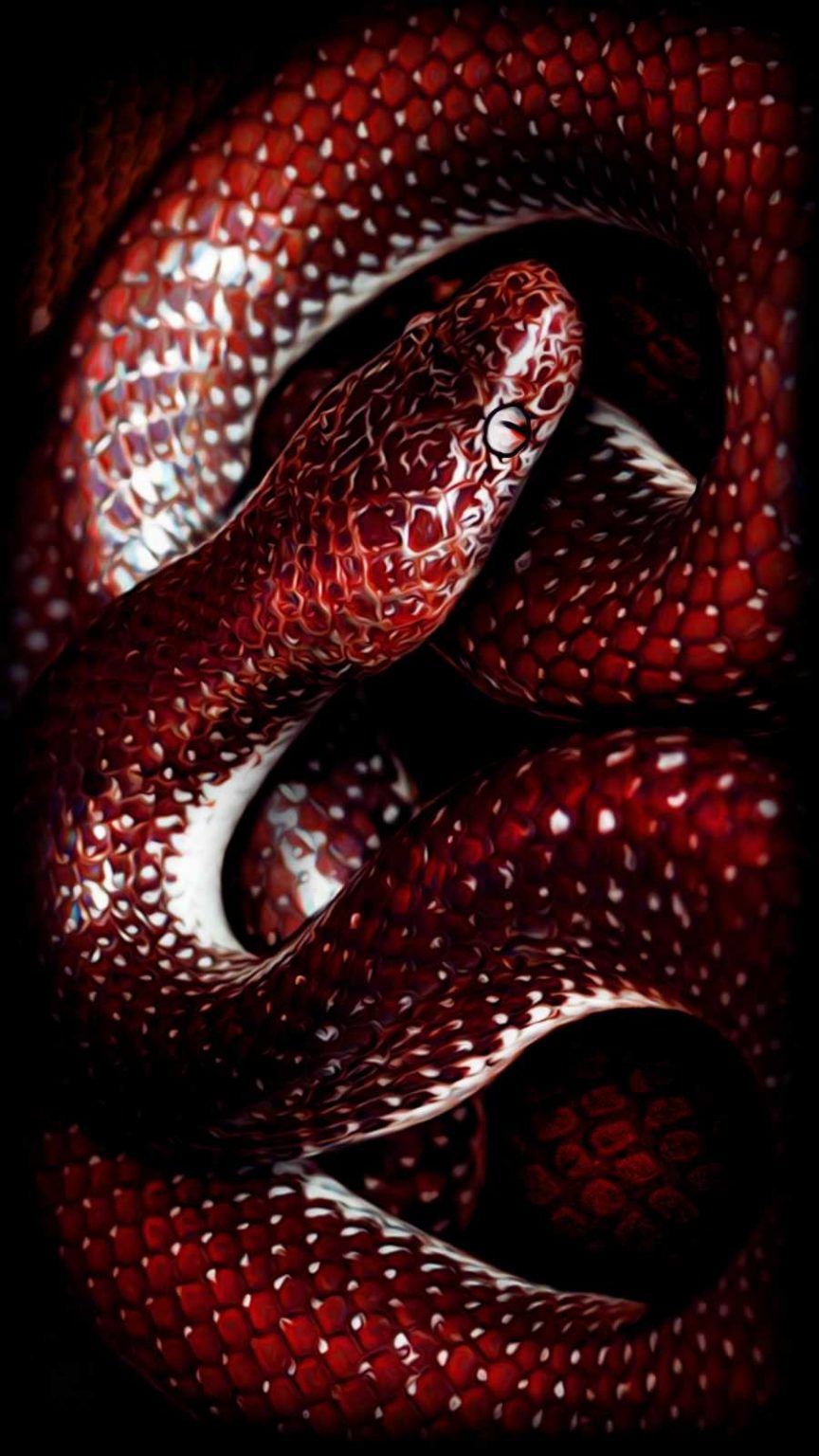 Animal Wallpaper Wallpaper, iPhone Wallpaper. Snake wallpaper, Red and black wallpaper, Wild animal wallpaper
