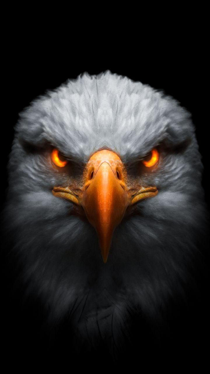 Page 27  Eagle Wallpaper Images  Free Download on Freepik