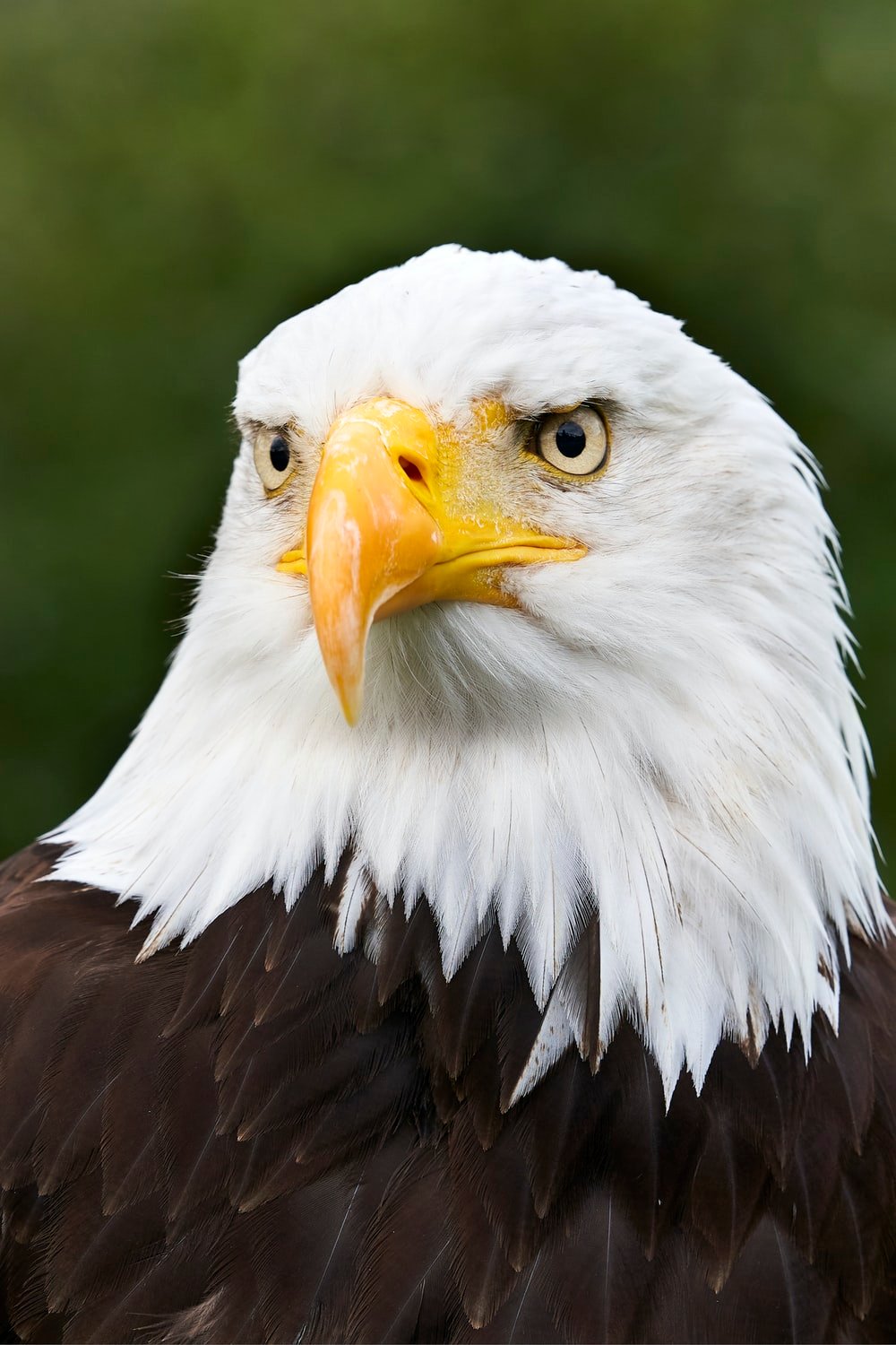 Eagle Head Wallpapers - Wallpaper Cave