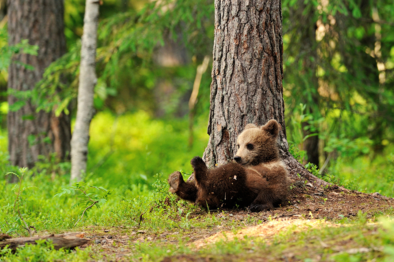 Desktop Wallpaper Brown Bears Cubs Bears Trunk tree Animals