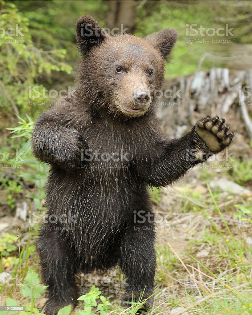 Brown Bear Cub Image Now