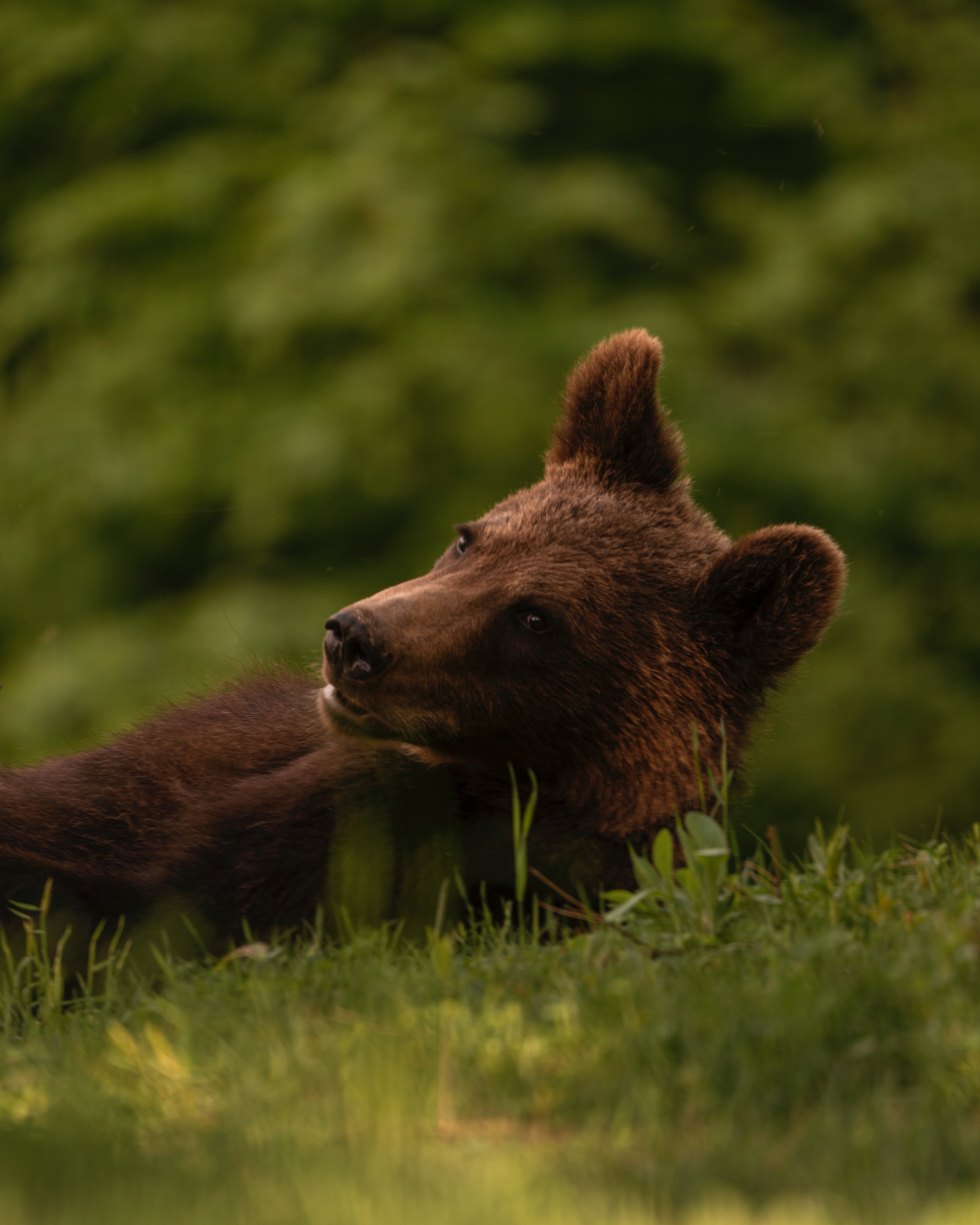 1,Best Free Bear Cub & Image · 100% Royalty Free HD Downloads