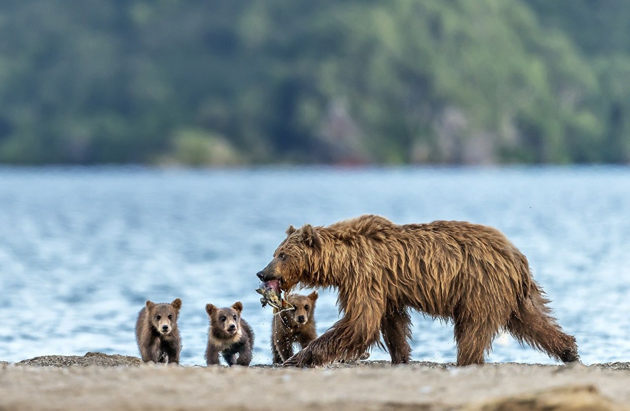 Picture Grizzly Cubs Bears Fish Animals Brown Bears. Animals, Bear, Fine art america